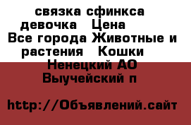 связка сфинкса. девочка › Цена ­ 500 - Все города Животные и растения » Кошки   . Ненецкий АО,Выучейский п.